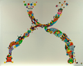 Detailansicht: Seelisches Y-Chromosom