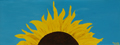 Detailansicht: Sonnenblume